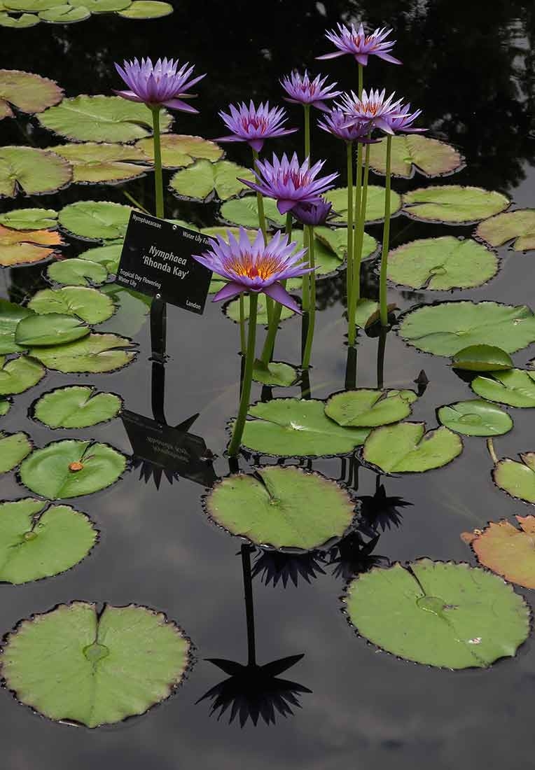 Nymphaea 'Rhonda Kay' - Star Waterlily