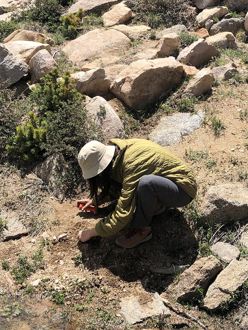Planting at Mount Goliath alpine garden