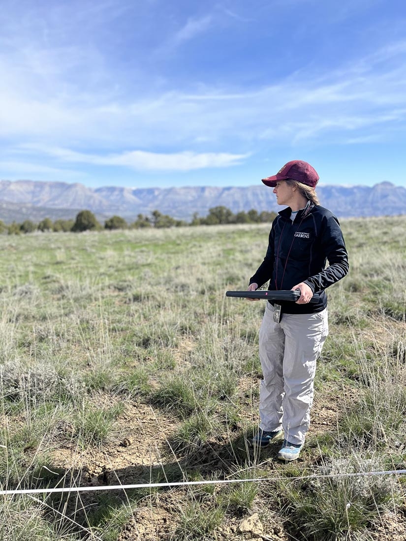 Sclerocactus glaucus fieldwork