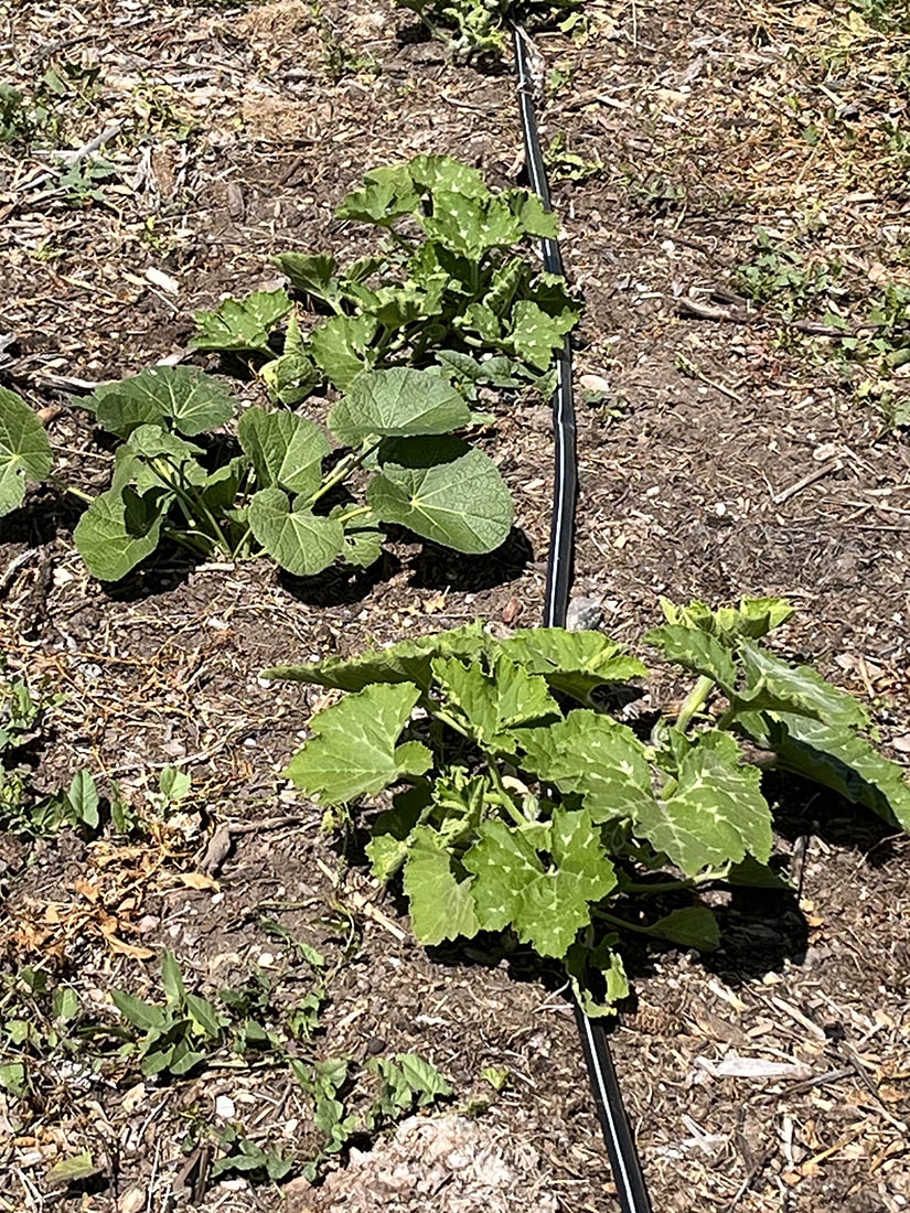 Squash in compost mulch