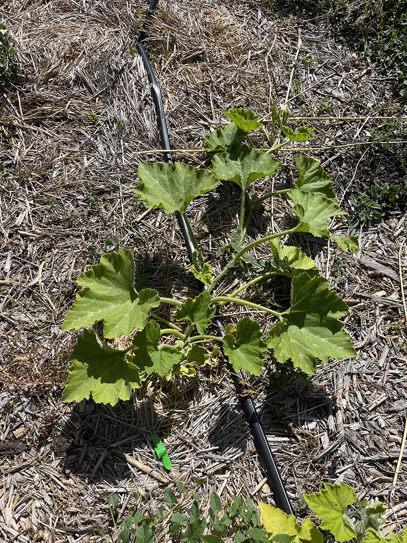 Squash in straw mulch