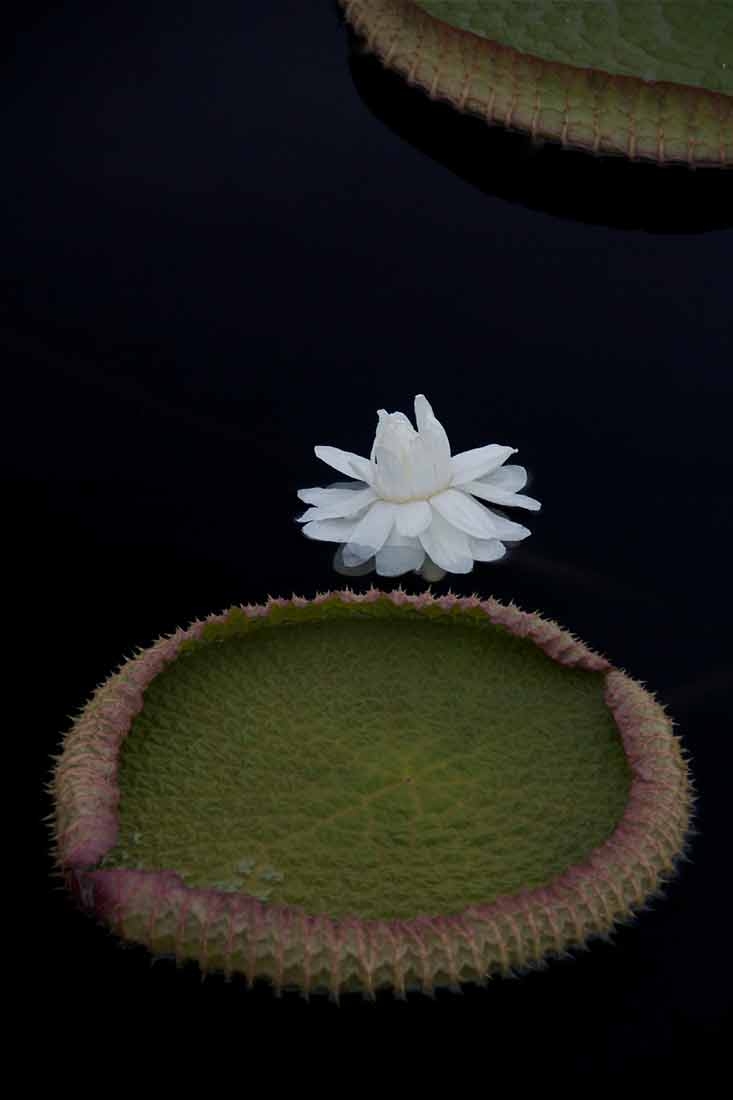 Victoria cruziana, first night bloom