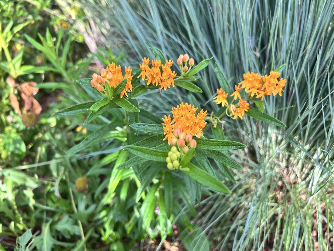 butterfly weed