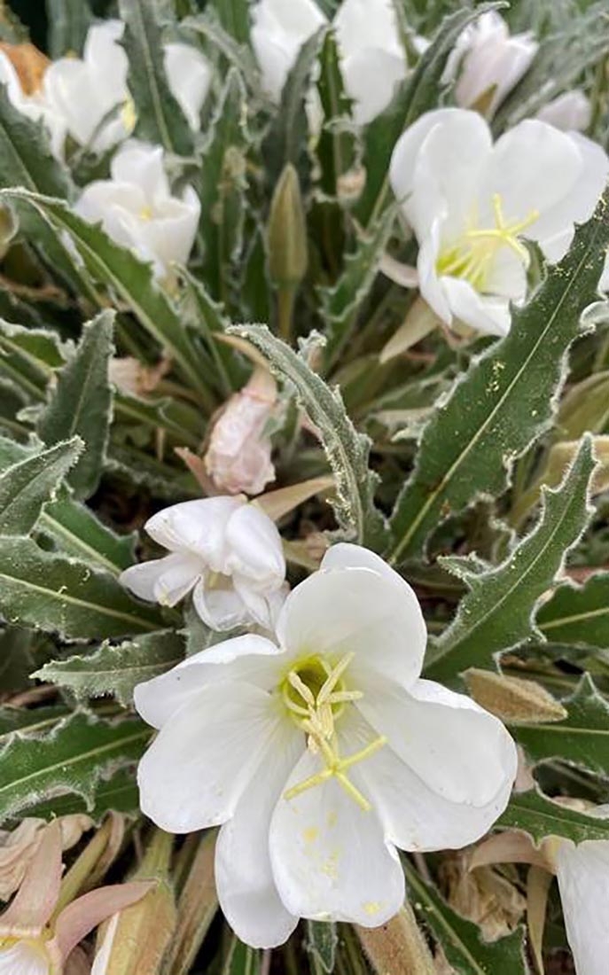 tufted evening primrose
