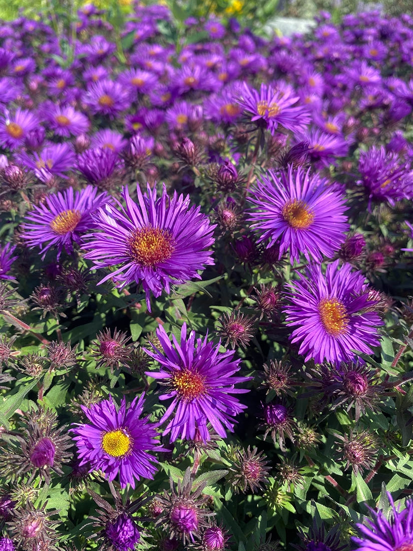 Aster novae-angliae