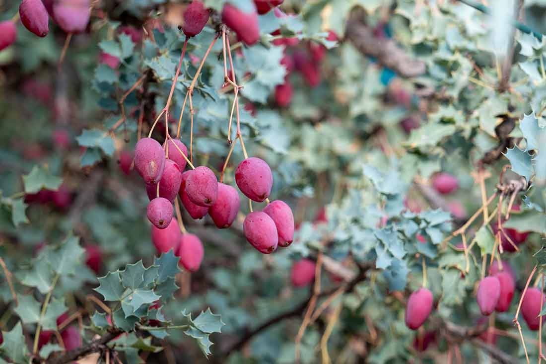 Berberis haematocarpa (Red Barberry)