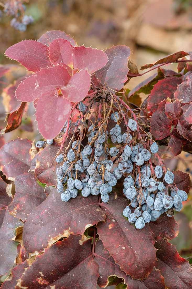 Berberis repens (Creeping Oregon Grape)