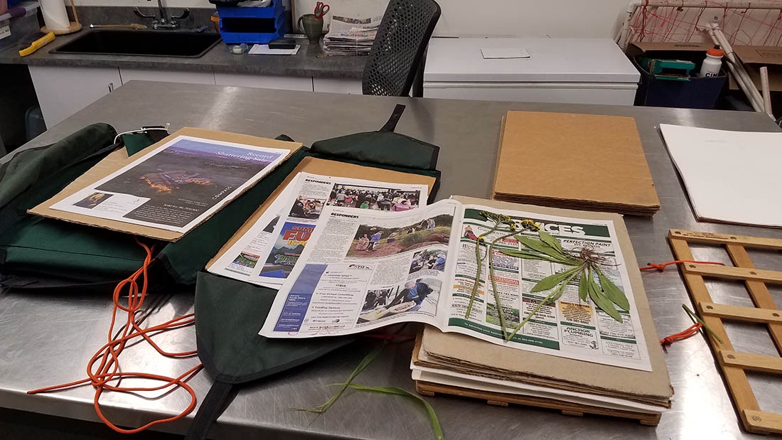 Herbarium sample preperation