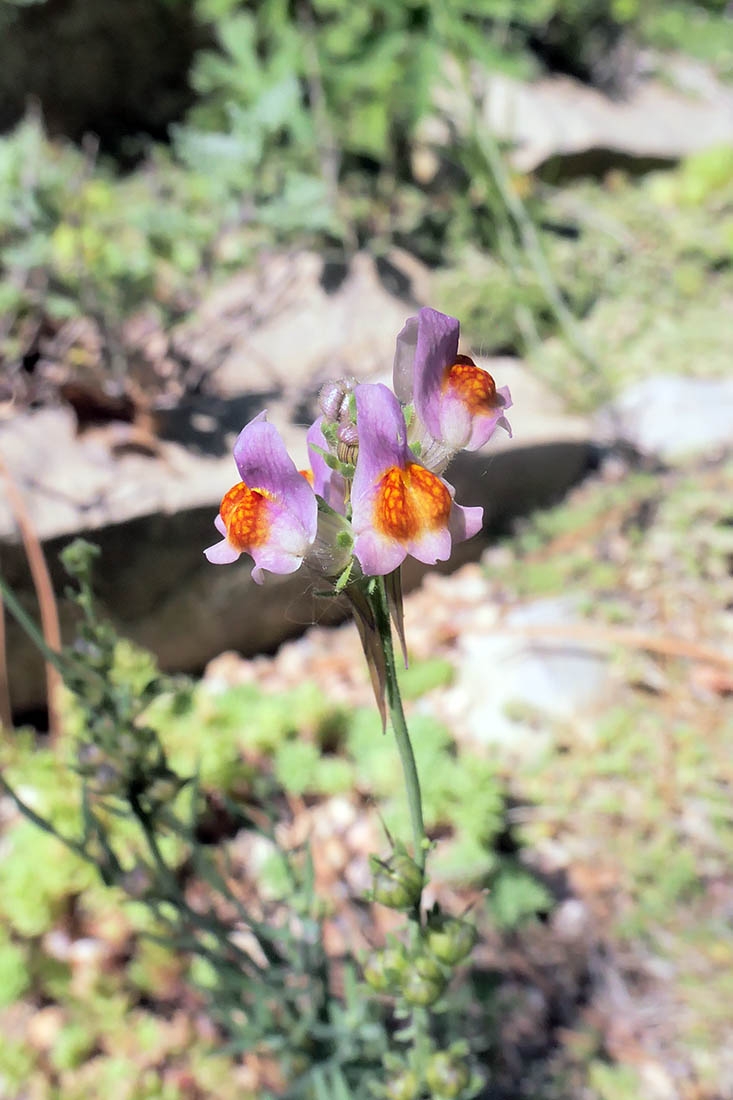 Linaria supina