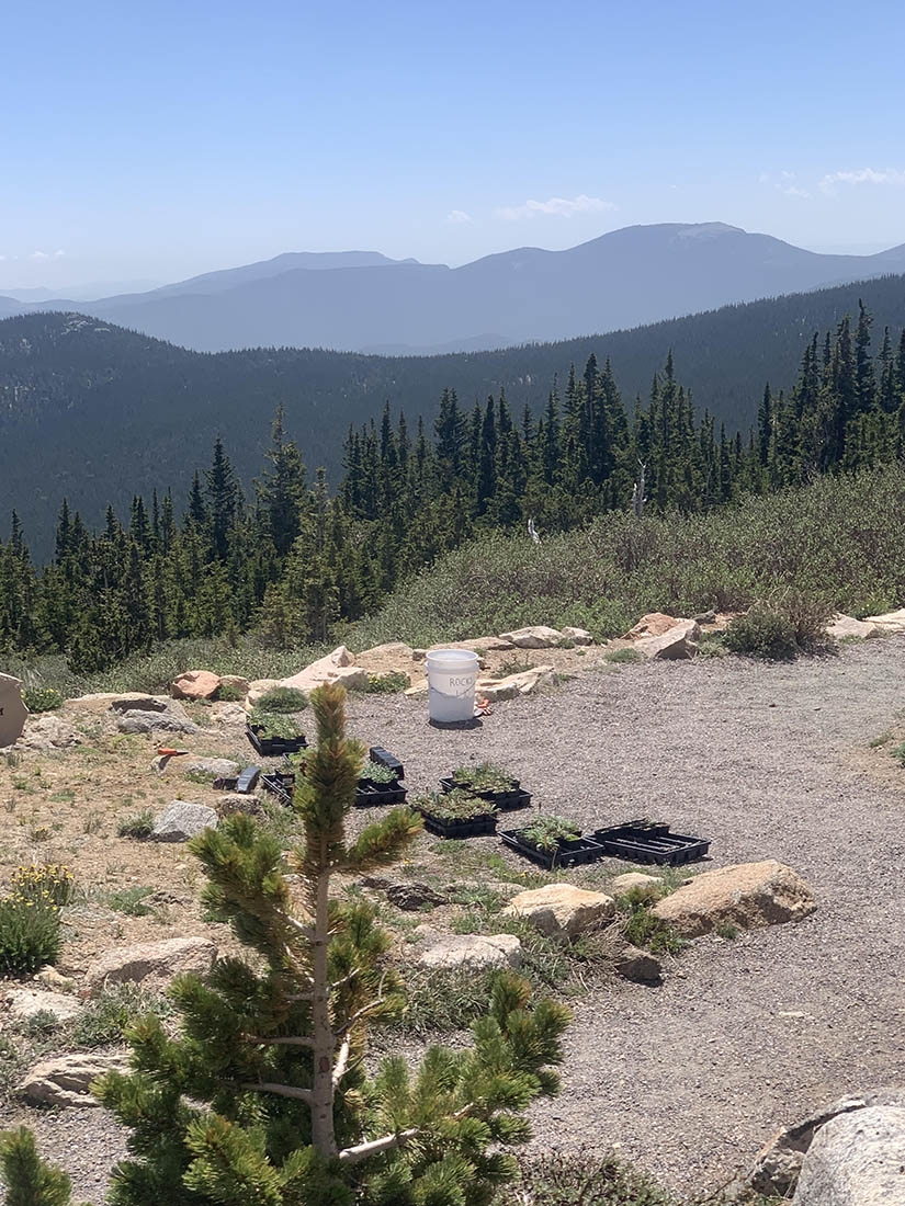 Planting alpine plants at Mt Goliath