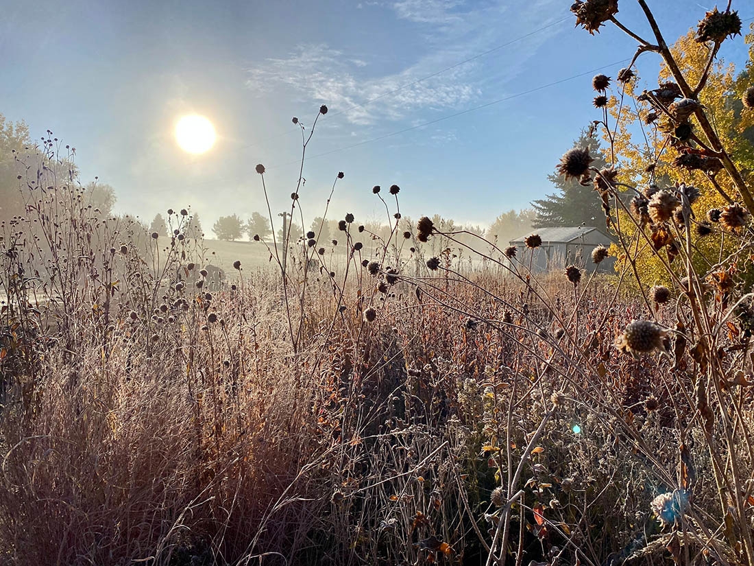 Tall grass prairie