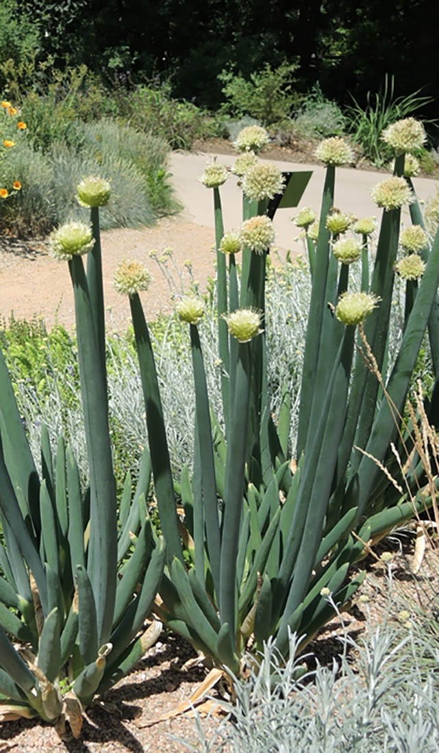 allium altaicum - wild bunching onion