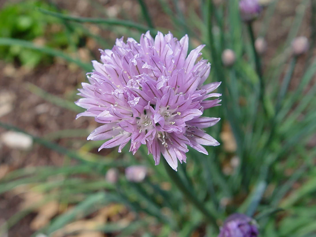 allium schoenoprasum - chives