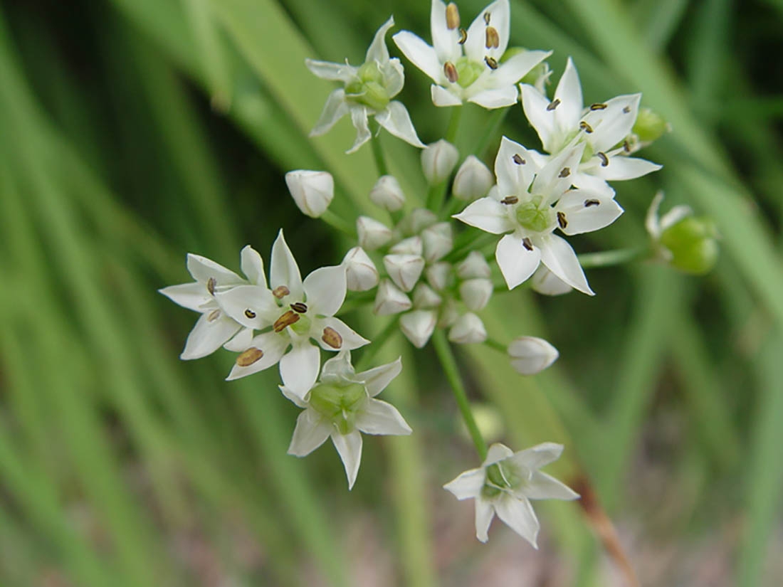 allium tuberosum - garlic chives or Chinese chives