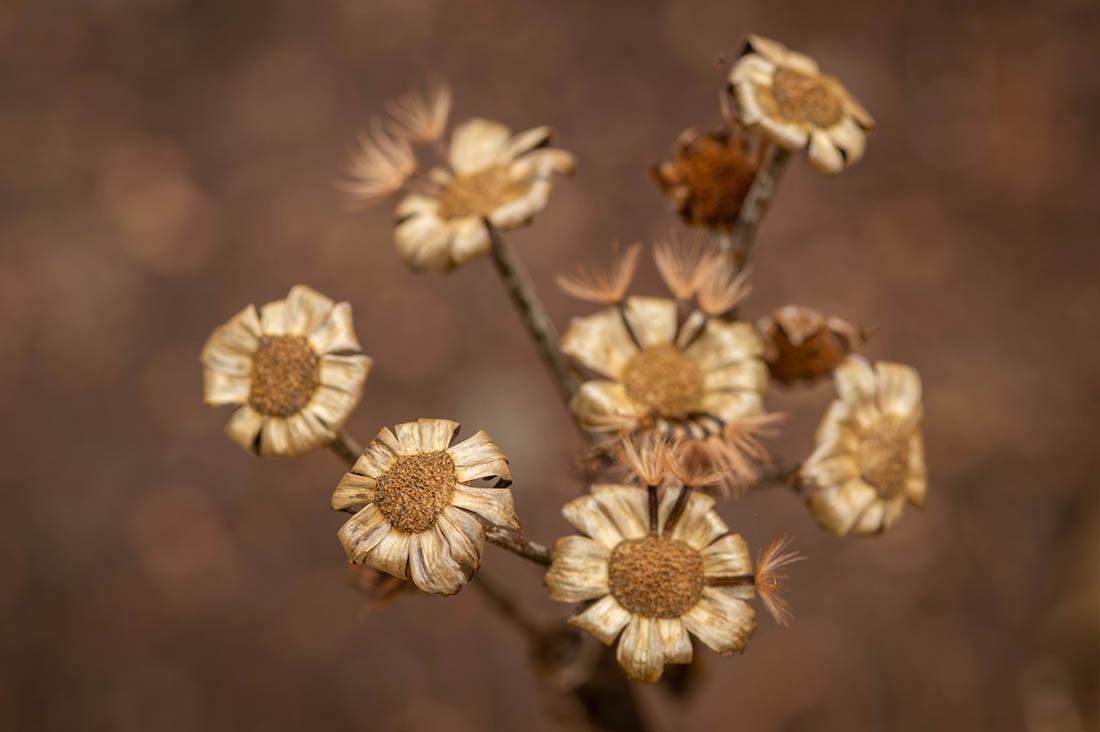 dried flowers