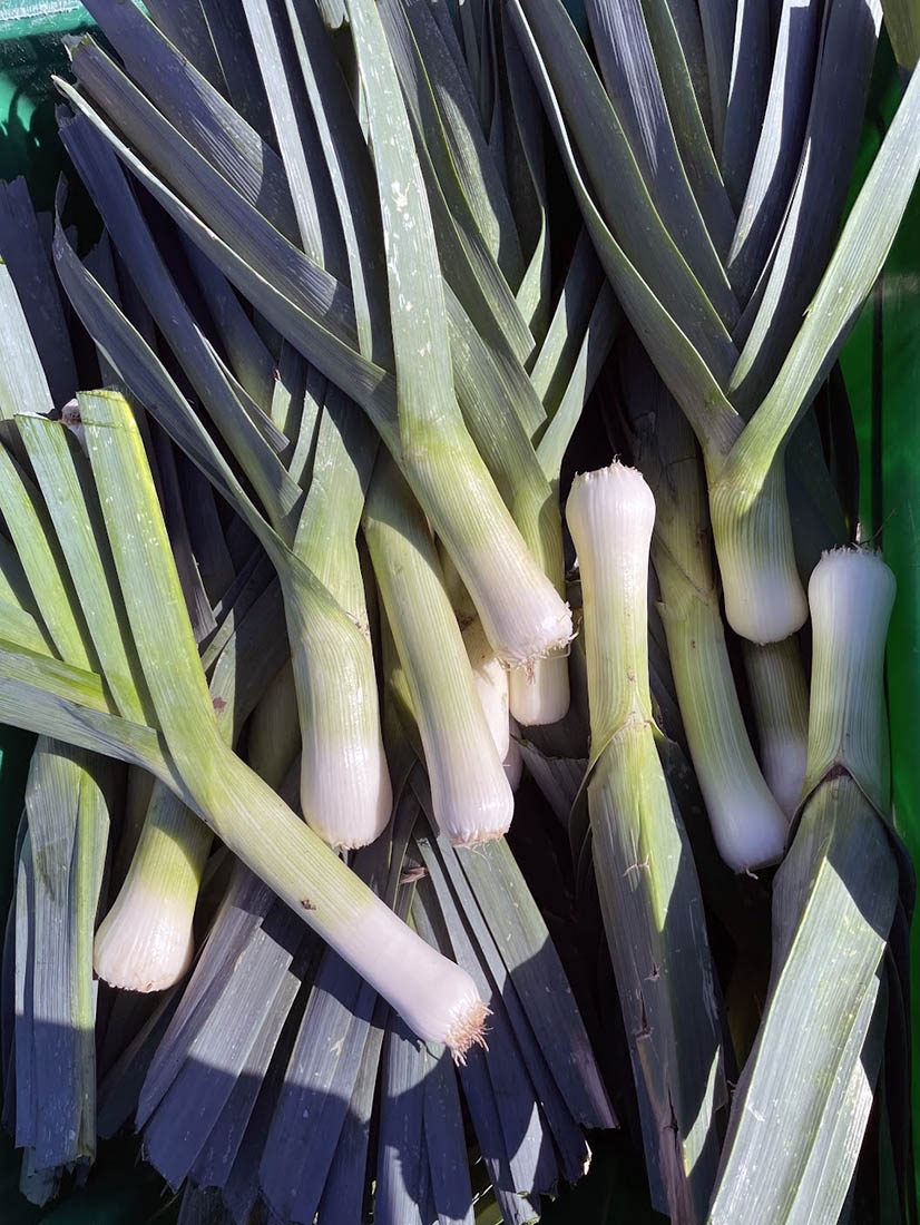 leeks