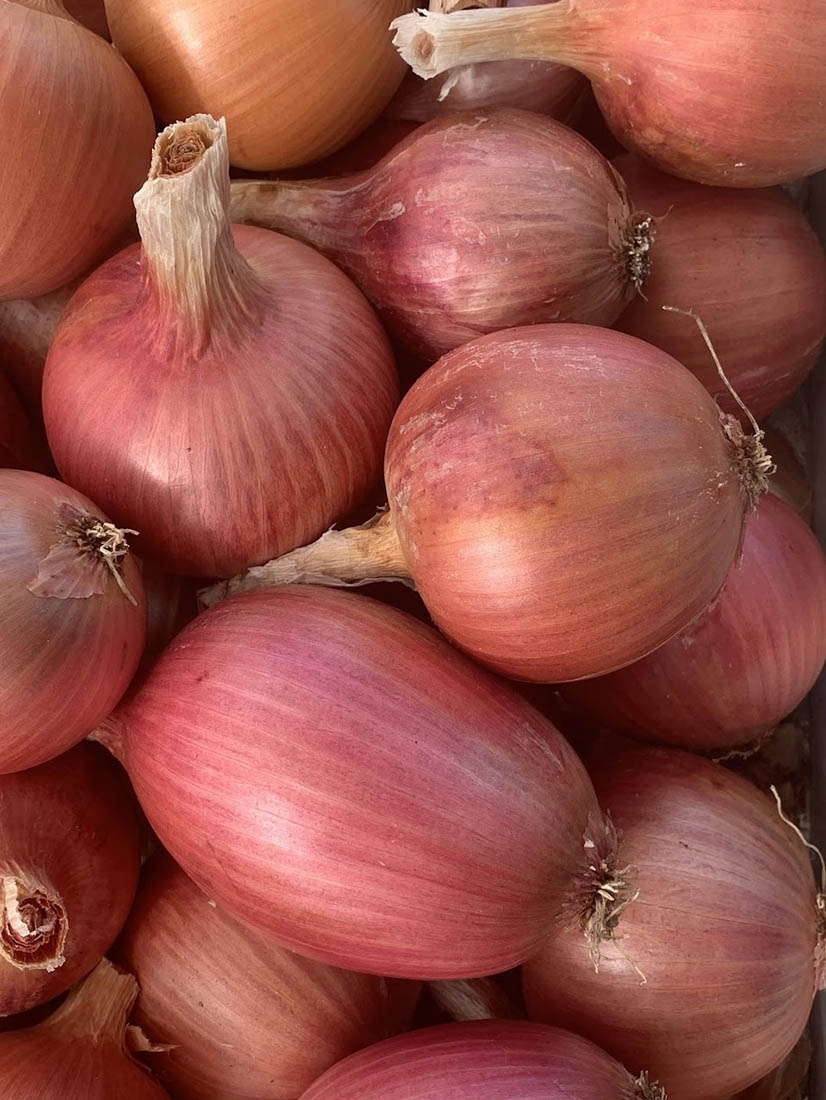 onion
