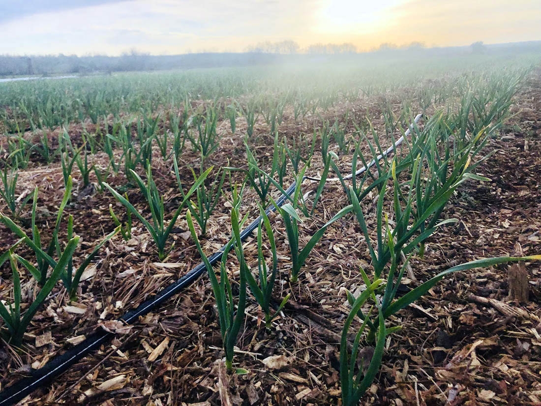rows of garlic