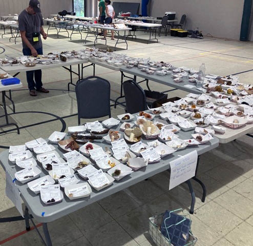 Mushrooms on display tables