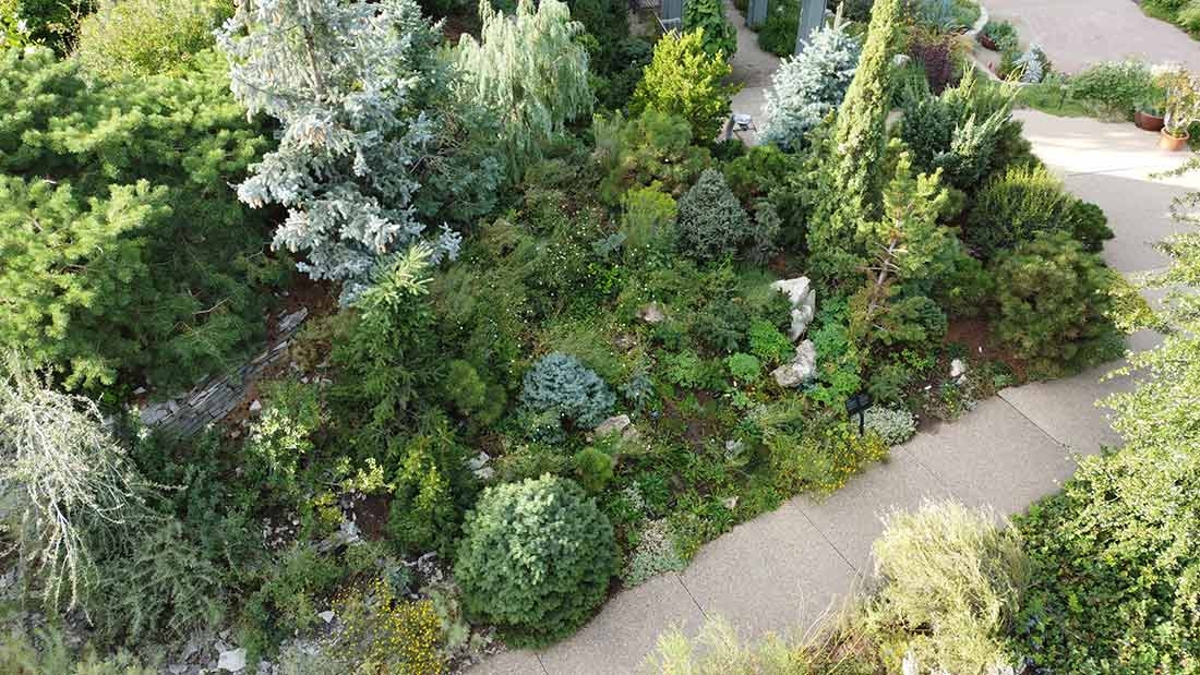 vLayered plantings of conifers and shrubs provide habitat, shelter and food for birds in the Dwarf Conifer Berm. 