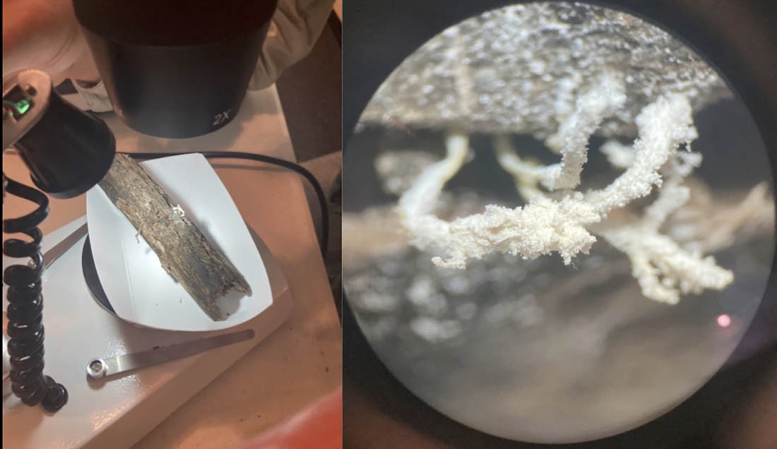 Isaria fungus on a branch and a close-up of the fungus