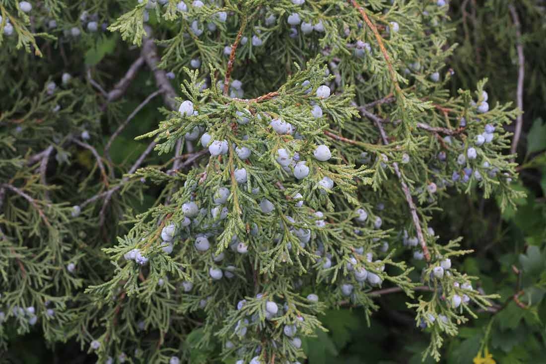 Juniper berry-like cones provide food for Townsend’s solitaire in the winter. 