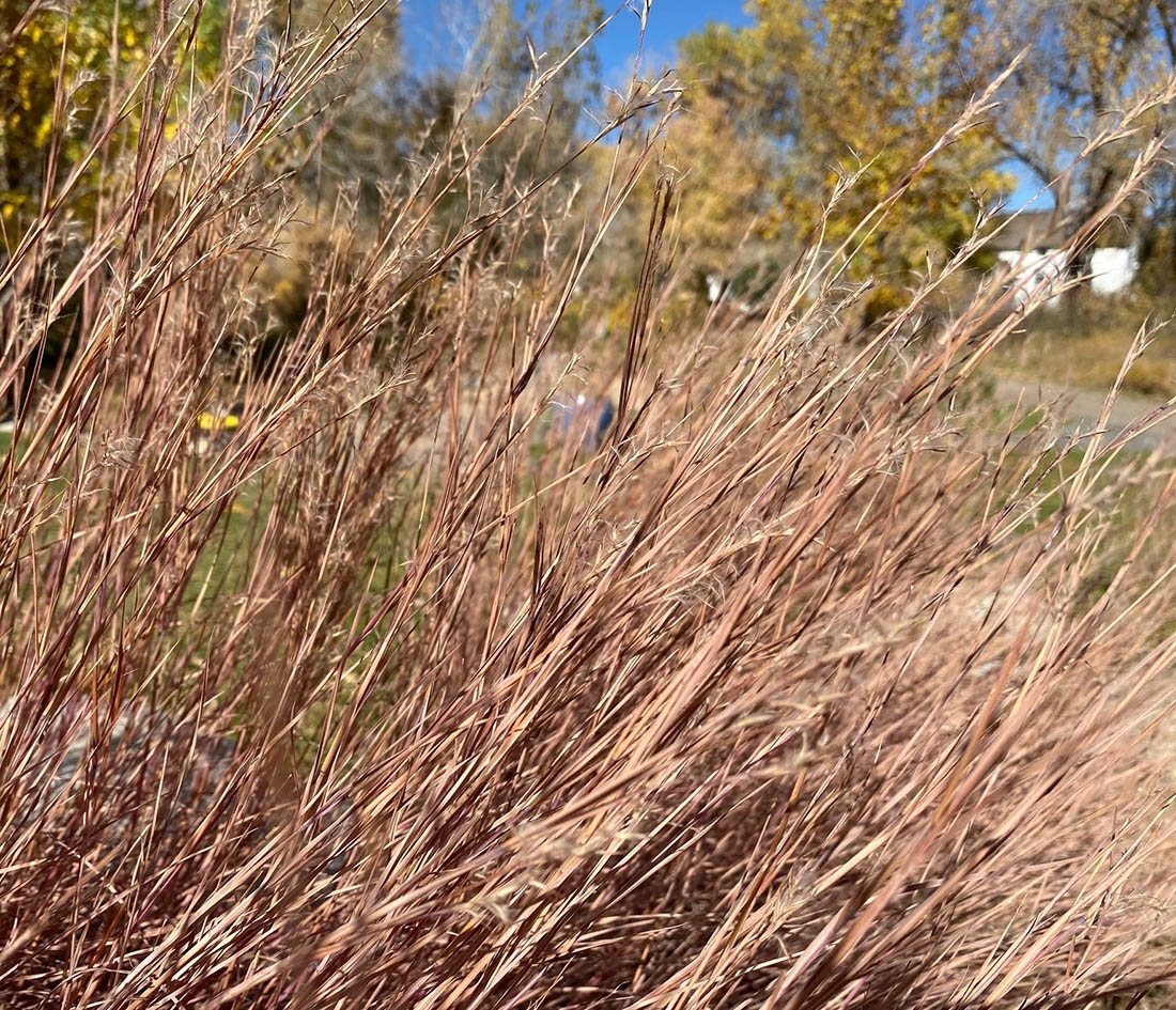 Little bluestem (Schizachyrium scoparium) in the fall