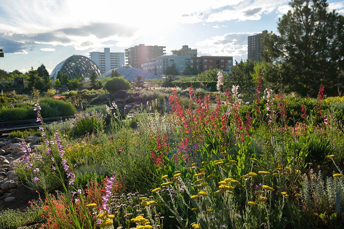 Mordecai Childrens Garden green roof