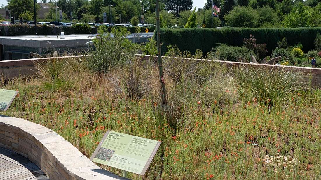 Offshoots' green roof at Denver Botanic Gardens