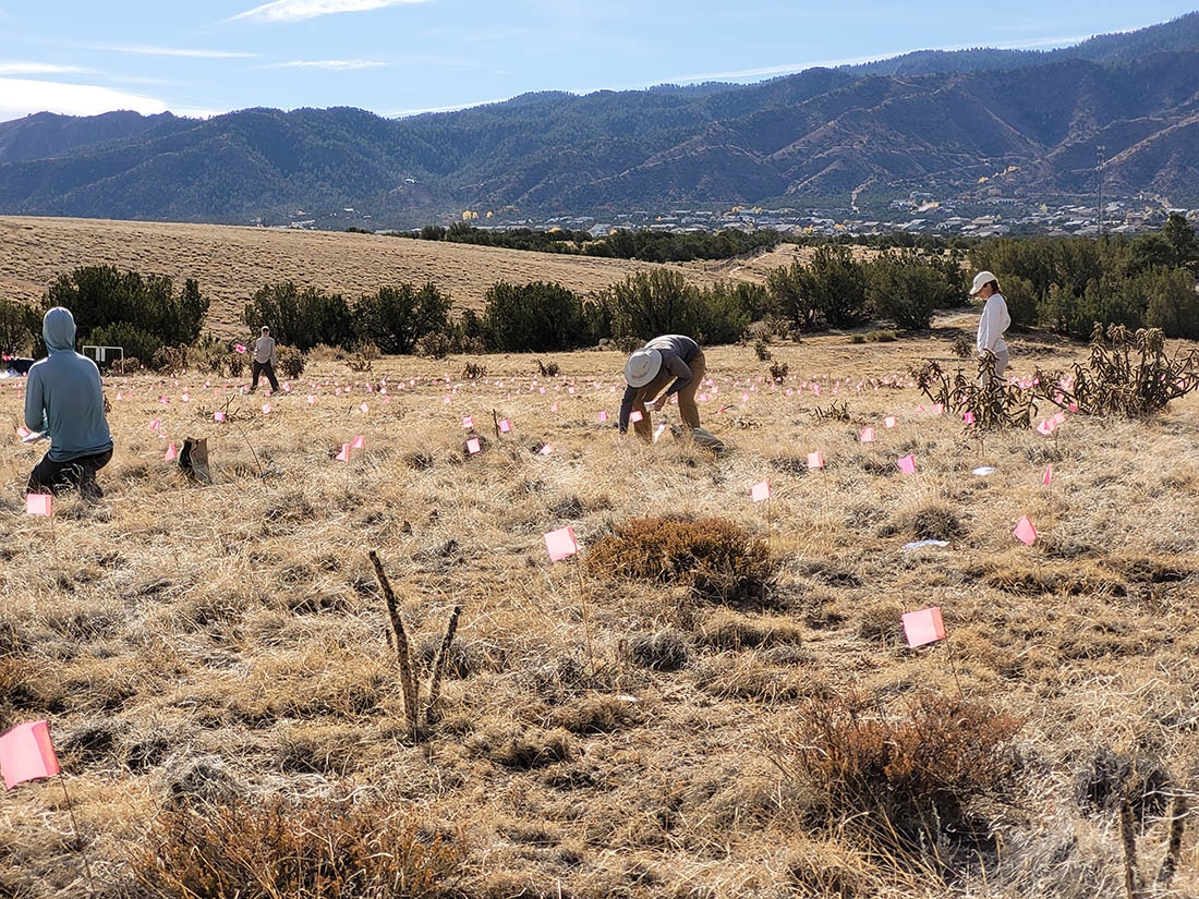 Planting at Site 2 outside of Canyon City.