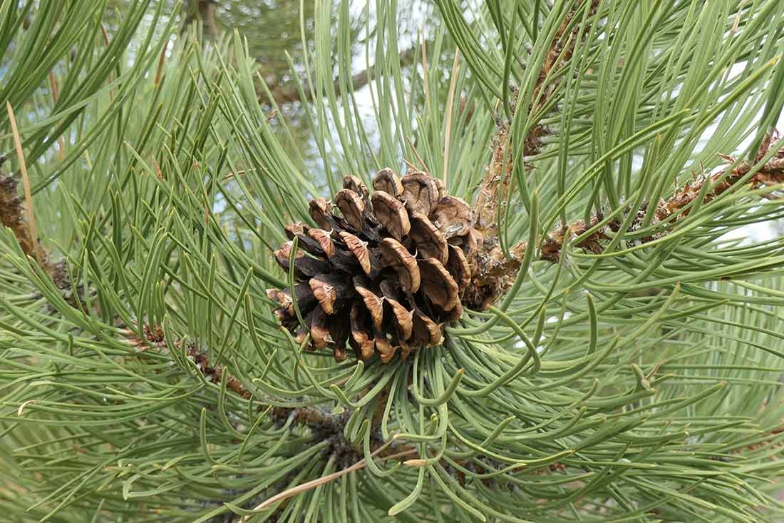 The seeds of ponderosa pine provide food for seed-eating birds.