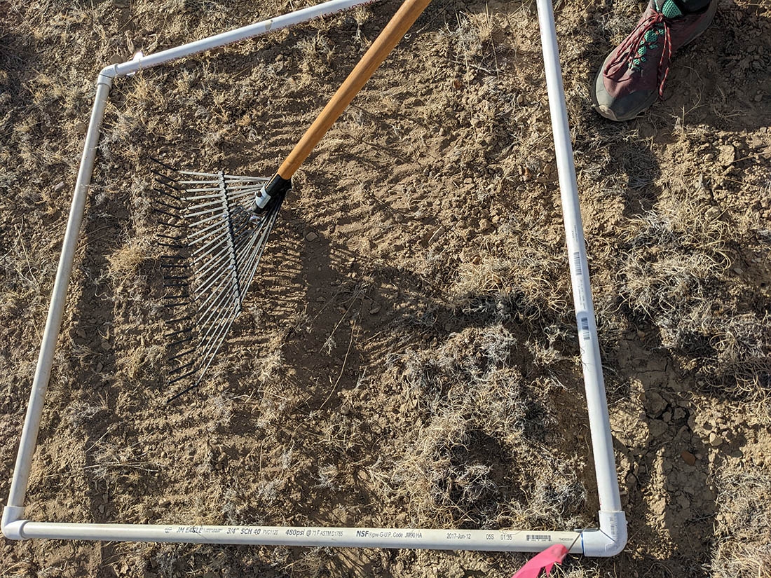 Raking plot to bury seeds