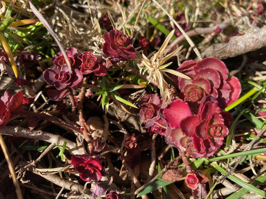Sedum spurium 'Voodoo'