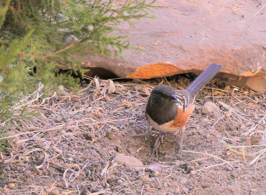 A Spotted Towhee demonstrating the “double-scratching” technique.