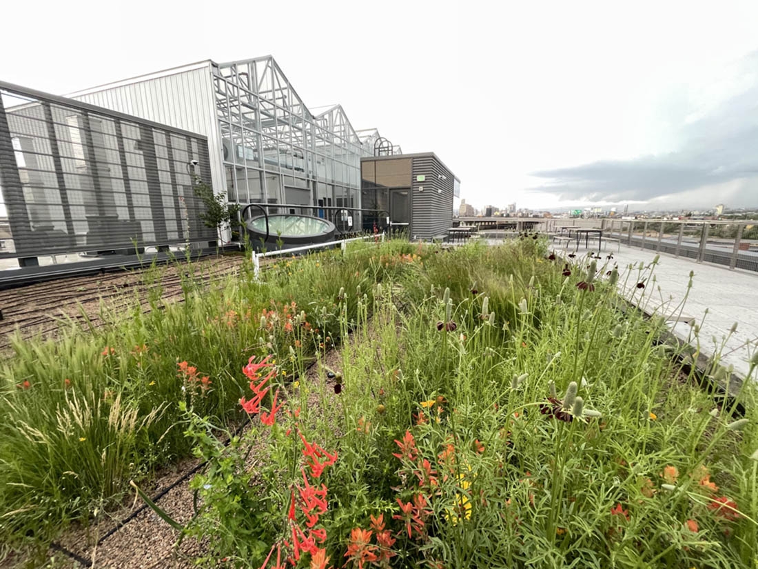 Test plots at the CSU spur campus