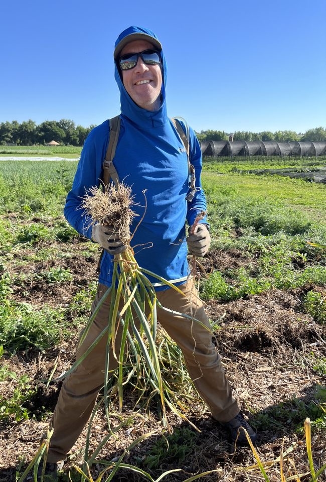 Person holding freshly harvested garlic