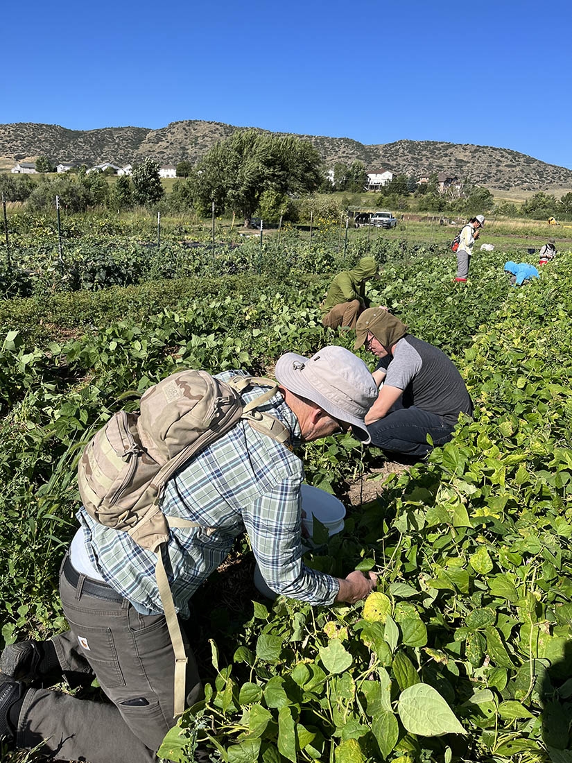 Farmers harvesting green beans
