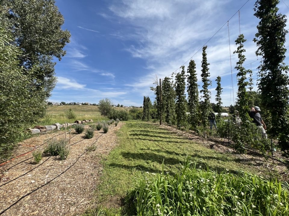 A field with mulch used as cover crop