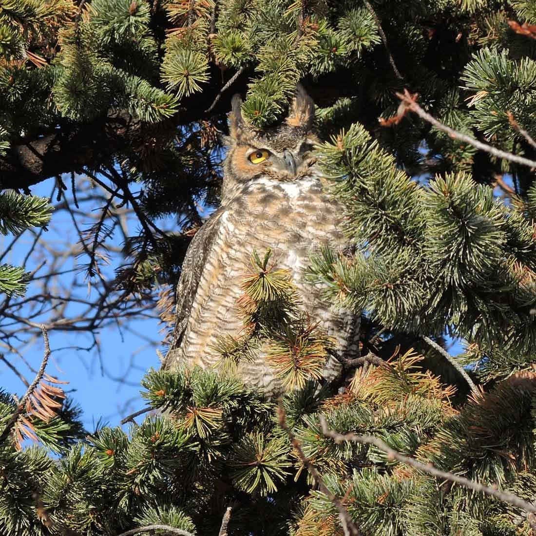 Great horned owl in Gates Montane Garden in 2019. Photo by Cindy Newlander.