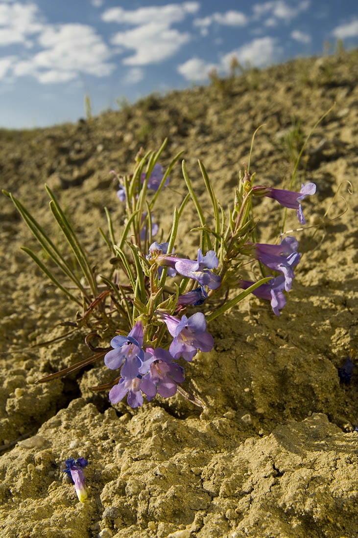 Rare Penstemon and purple flowers