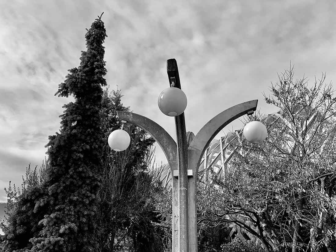 Tulip light lamp posts