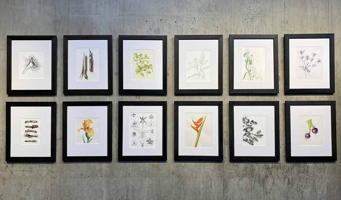 2024 School of Botanical Art and Illustration's Student Showcase