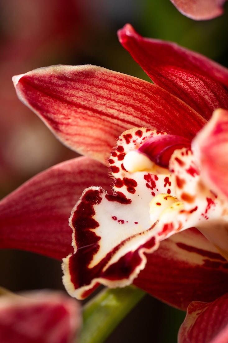 Cymbidium hybrid orchid