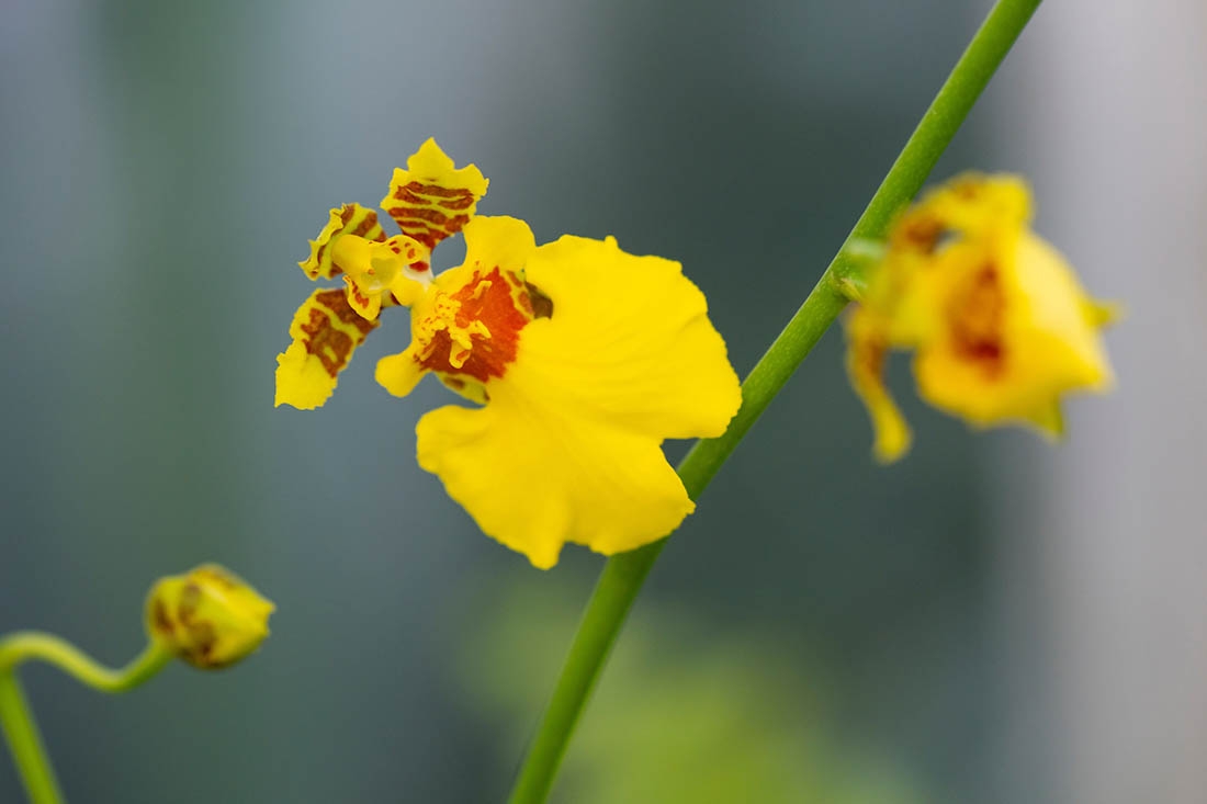 Yellow orchid, Oncidium hybrid