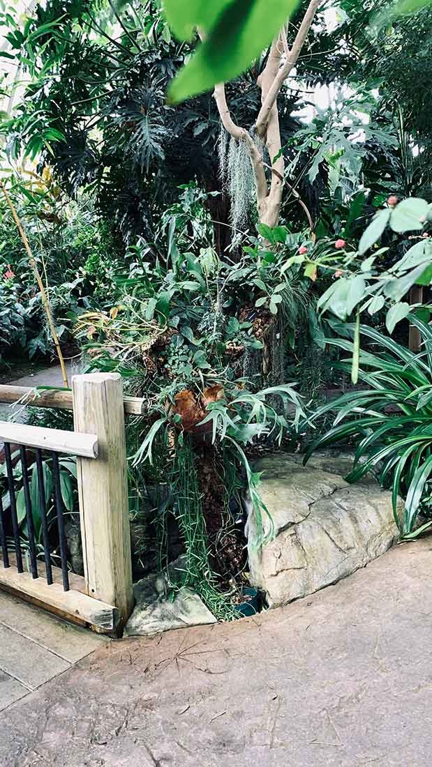 The epiphyte log where the Gongora fulva orchid grows