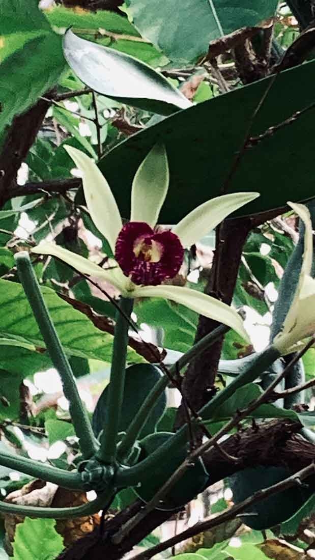 The vanilla orchid Vanilla planifolia 