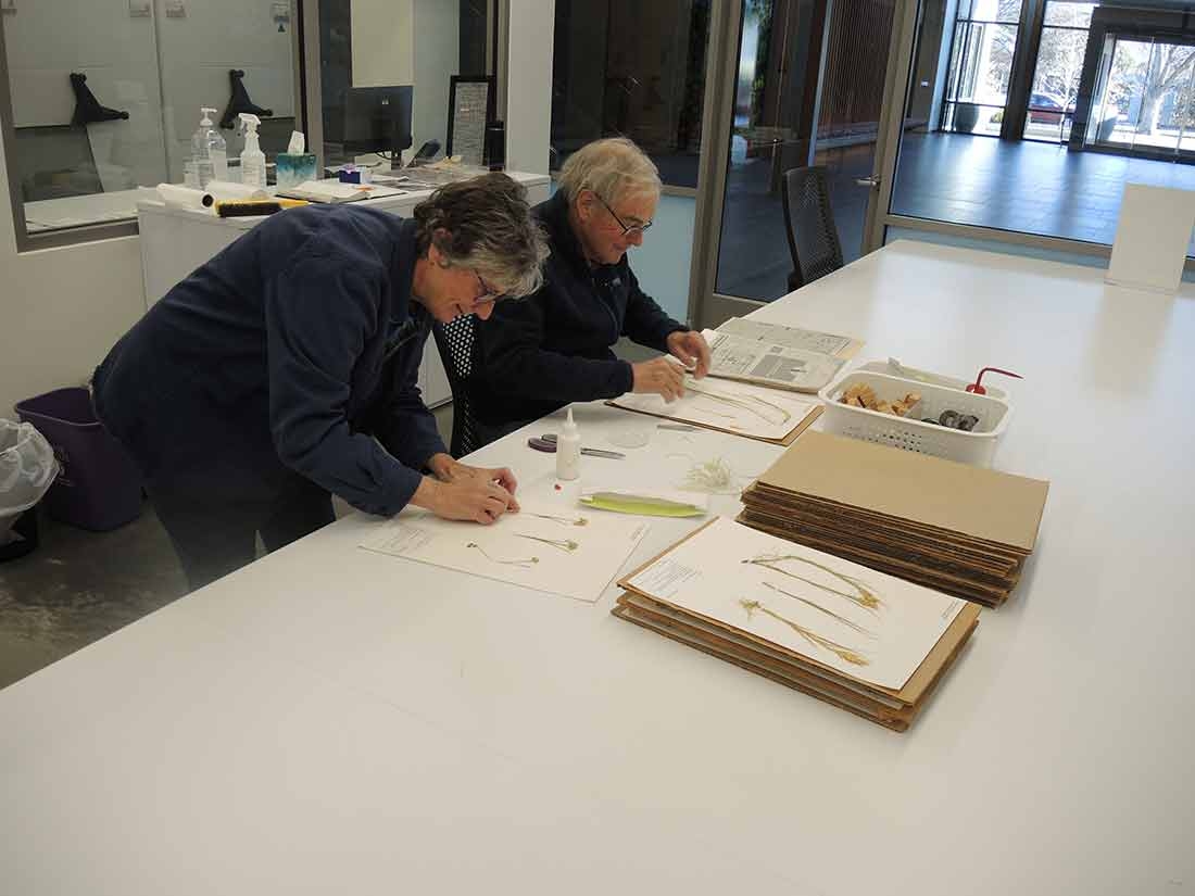 Volunteers working in the herbarium lab