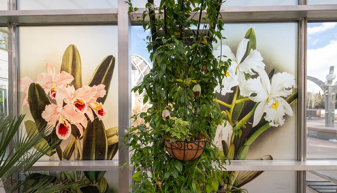 a floral display with illustrations behind it