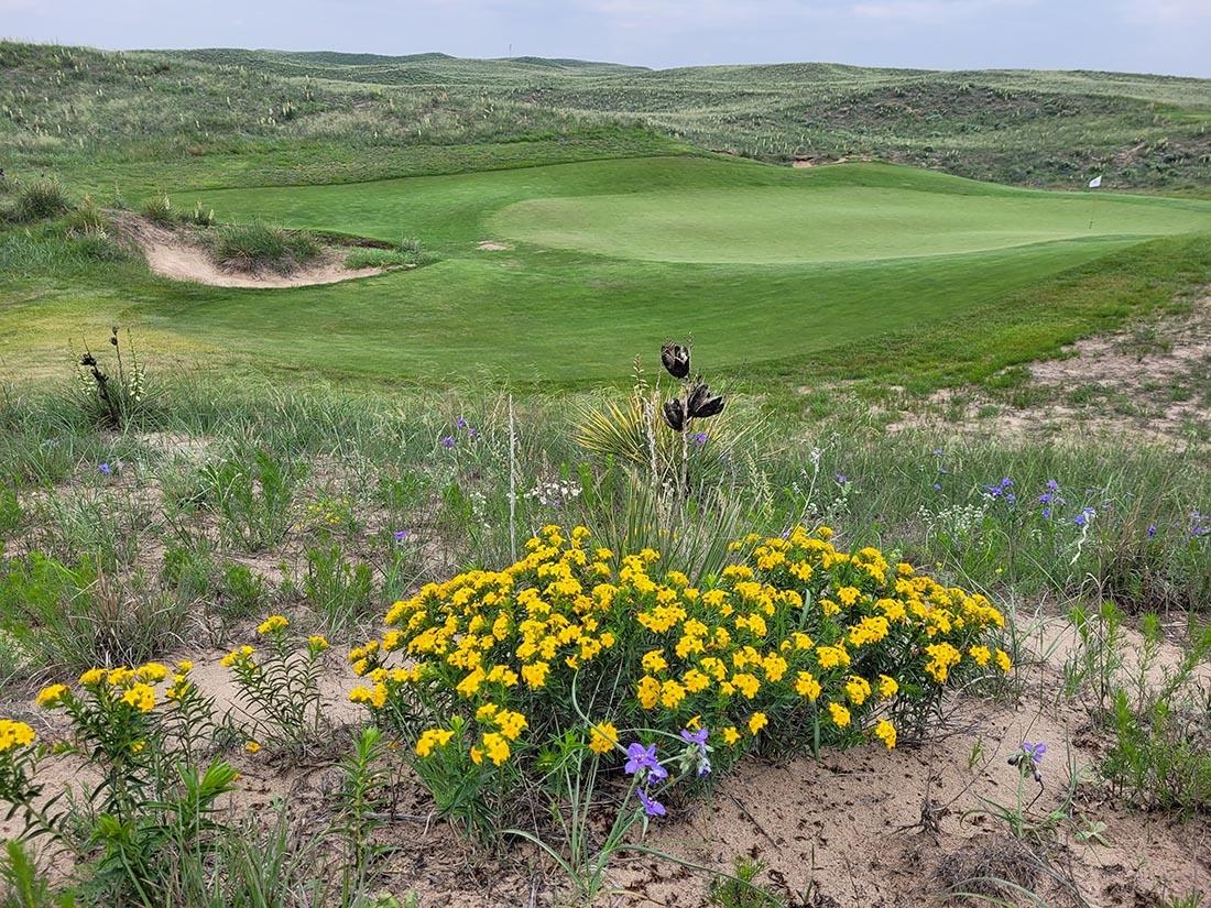 Carolina puccoon and golf green
