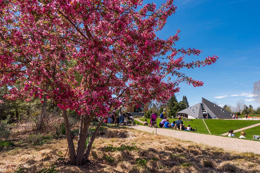 tree and science pyramid